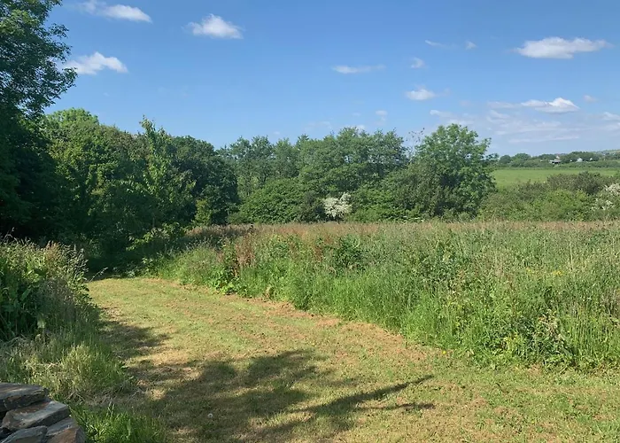 Pheasants Wander At Rosewyn